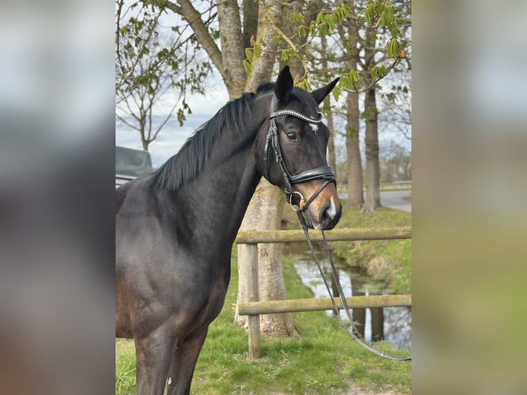 Oldenbourg Hongre 5 Ans 173 cm Bai brun in Westerstede