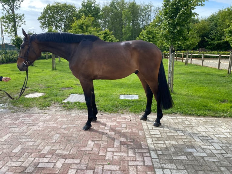 Oldenbourg Hongre 5 Ans 173 cm Bai in Wettrup