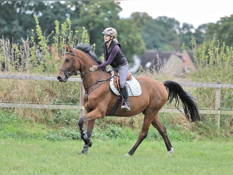 Oldenbourg Hongre 5 Ans 173 cm in Stuhr