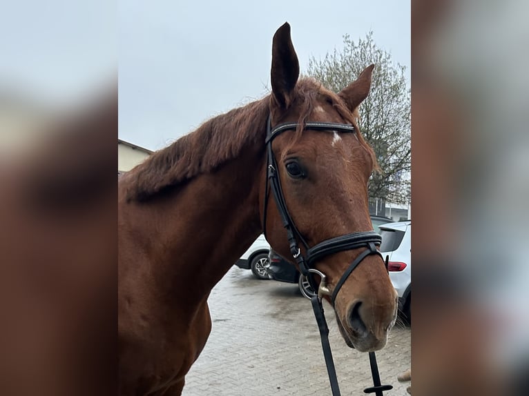 Oldenbourg Hongre 5 Ans 174 cm Alezan in Leinfelden-Echterdingen
