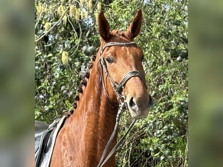 Oldenbourg Hongre 5 Ans 174 cm Alezan in Lahr/Schwarzwald