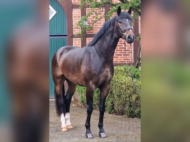 Oldenbourg Hongre 5 Ans 174 cm Bai brun in Warendorf