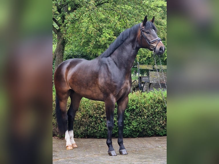 Oldenbourg Hongre 5 Ans 174 cm Bai brun in Warendorf