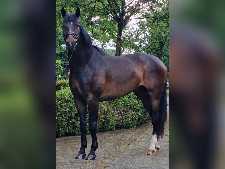 Oldenbourg Hongre 5 Ans 174 cm Bai brun in Warendorf