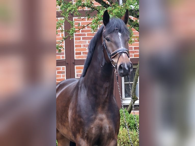 Oldenbourg Hongre 5 Ans 174 cm Bai brun in Warendorf