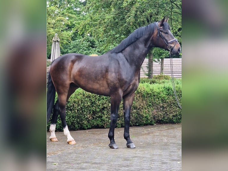 Oldenbourg Hongre 5 Ans 174 cm Bai brun in Warendorf