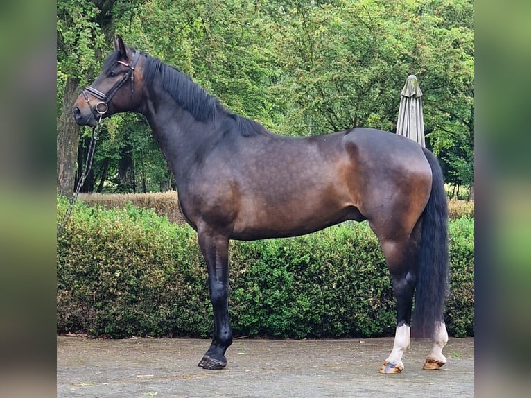 Oldenbourg Hongre 5 Ans 174 cm Bai brun in Warendorf