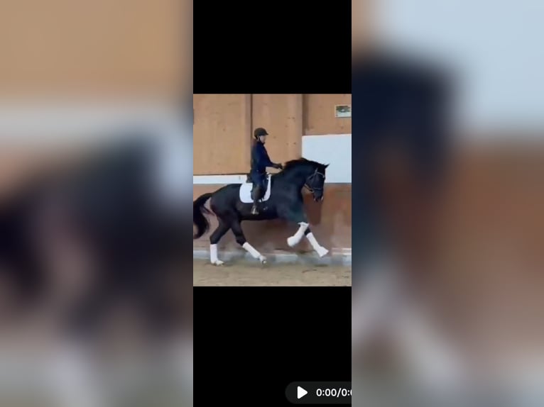 Oldenbourg Hongre 5 Ans 174 cm Bai brun foncé in Hungen