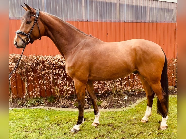 Oldenbourg Hongre 5 Ans 174 cm Bai in Südermarsch