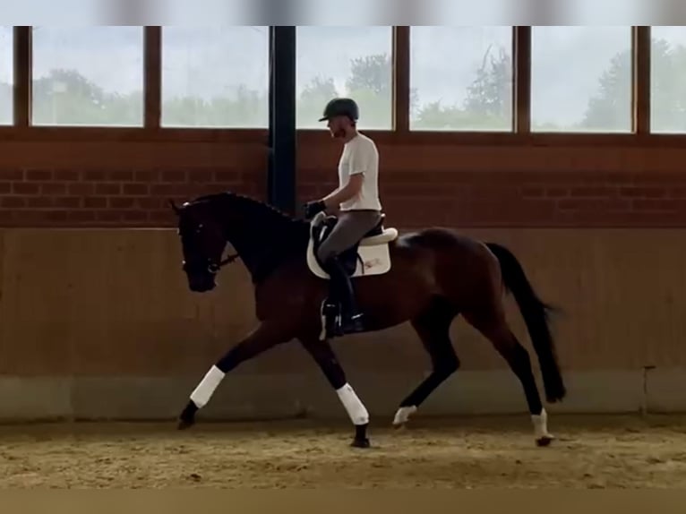 Oldenbourg Hongre 5 Ans 174 cm Bai in Osnabr&#xFC;ck