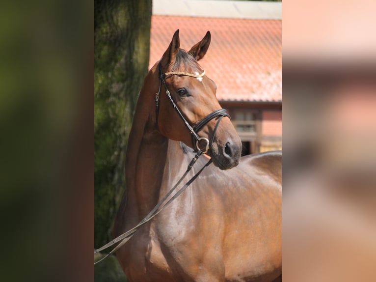 Oldenbourg Hongre 5 Ans 174 cm Bai in Osnabr&#xFC;ck