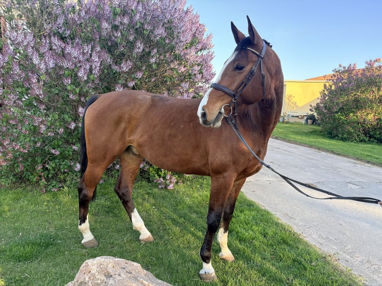 Oldenbourg Hongre 5 Ans 174 cm Bai in Groß Schierstedt