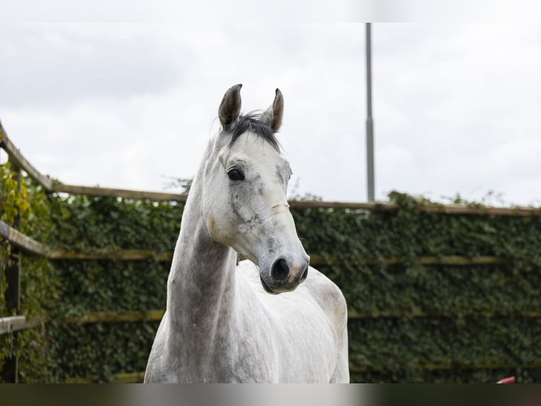 Oldenbourg Hongre 5 Ans 174 cm Gris in Waddinxveen