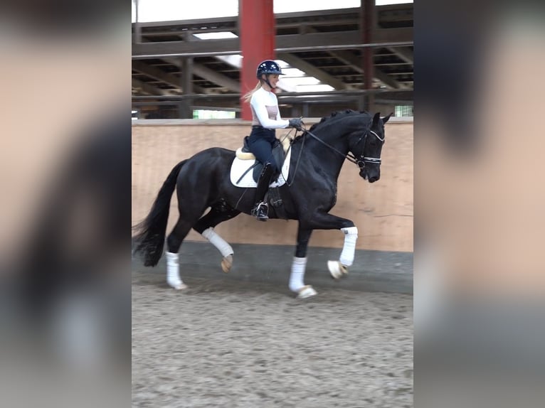 Oldenbourg Hongre 5 Ans 174 cm Noir in Hohenfelde