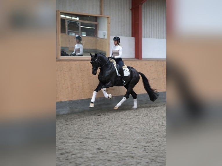 Oldenbourg Hongre 5 Ans 174 cm Noir in Hohenfelde
