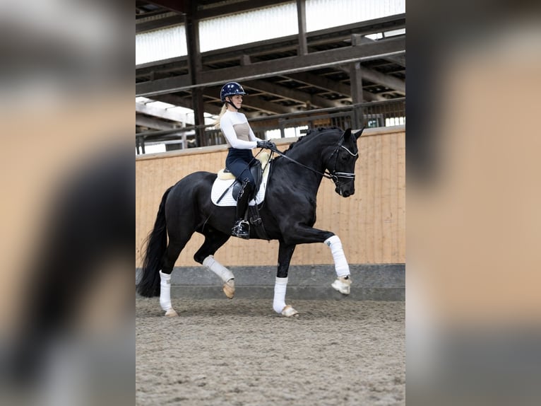 Oldenbourg Hongre 5 Ans 174 cm Noir in Hohenfelde