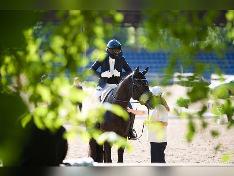 Oldenbourg Hongre 5 Ans 174 cm Noir in Wien, Innere Stadt