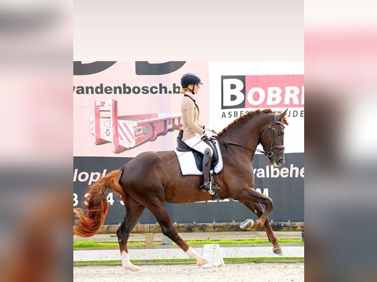 Oldenbourg Hongre 5 Ans 175 cm Alezan brûlé in Karlsfeld