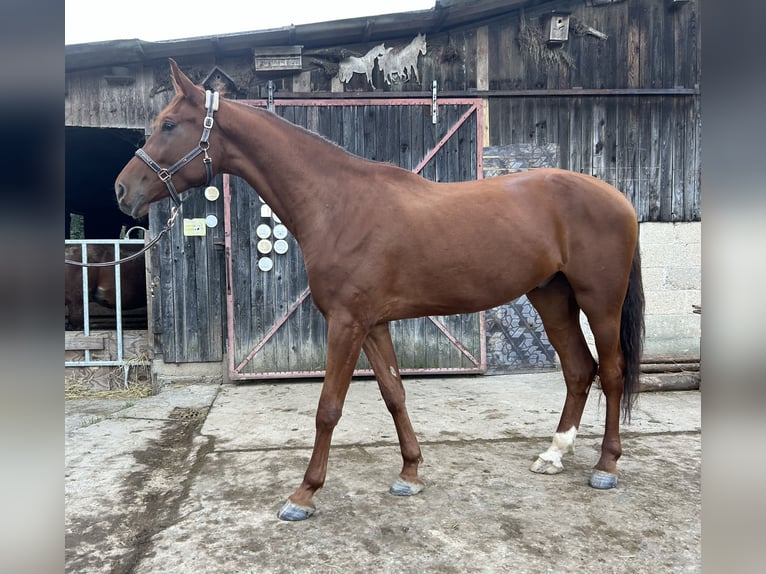 Oldenbourg Hongre 5 Ans 175 cm Alezan in Tannhausen