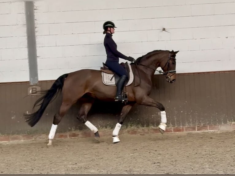 Oldenbourg Hongre 5 Ans 175 cm Bai brun in Lohne (Oldenburg)