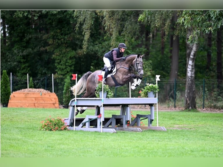 Oldenbourg Hongre 5 Ans 175 cm Gris in Hemdingen