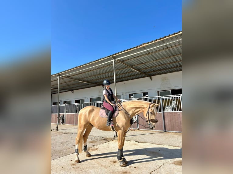 Oldenbourg Croisé Hongre 5 Ans 175 cm Palomino in Valencia