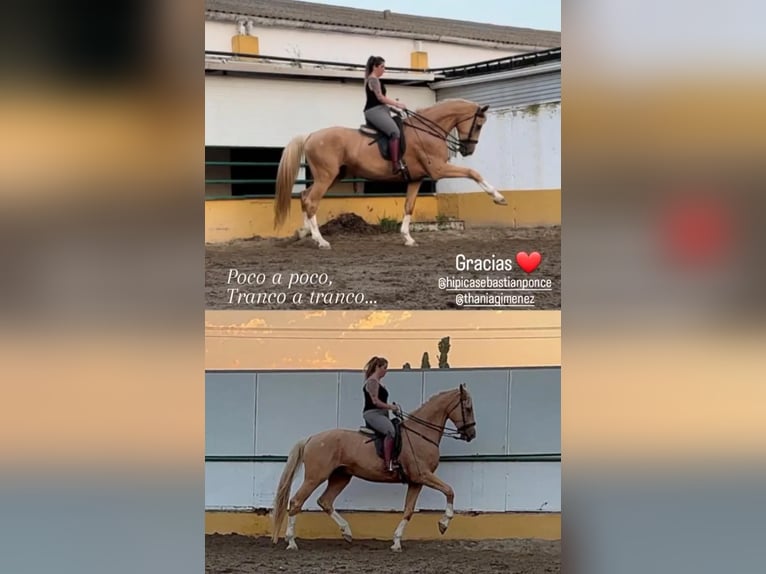 Oldenbourg Croisé Hongre 5 Ans 175 cm Palomino in Valencia