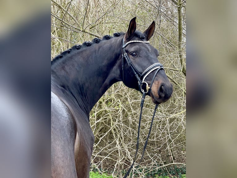 Oldenbourg Hongre 5 Ans 176 cm Bai brun foncé in Lohne (Oldenburg)