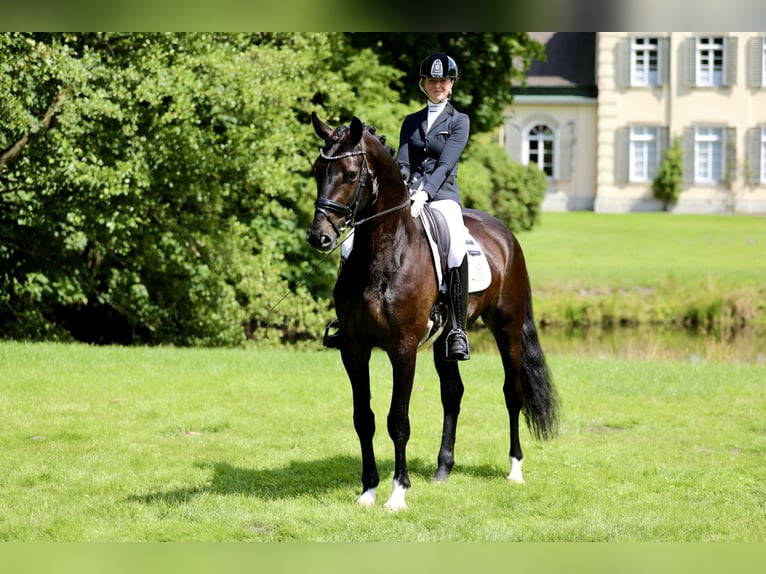 Oldenbourg Hongre 5 Ans 176 cm Bai brun foncé in Lohne (Oldenburg)