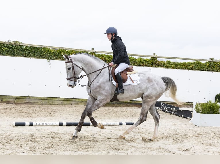 Oldenbourg Hongre 5 Ans 176 cm Gris in Waddinxveen