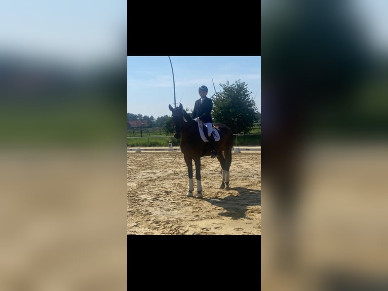 Oldenbourg Hongre 5 Ans 177 cm Bai brun in Greven