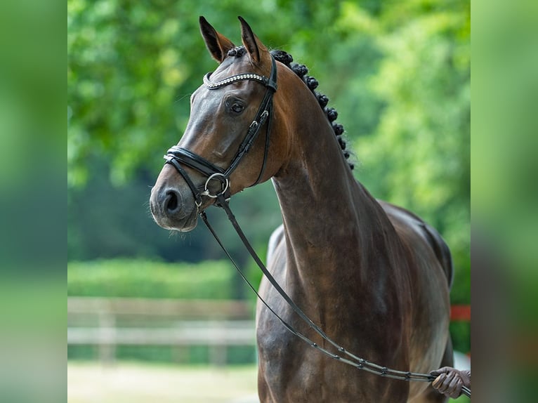 Oldenbourg Hongre 5 Ans 177 cm Bai in M&#xFC;nster