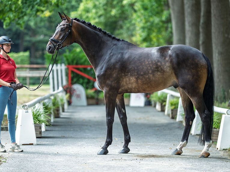 Oldenbourg Hongre 5 Ans 177 cm Bai in M&#xFC;nster