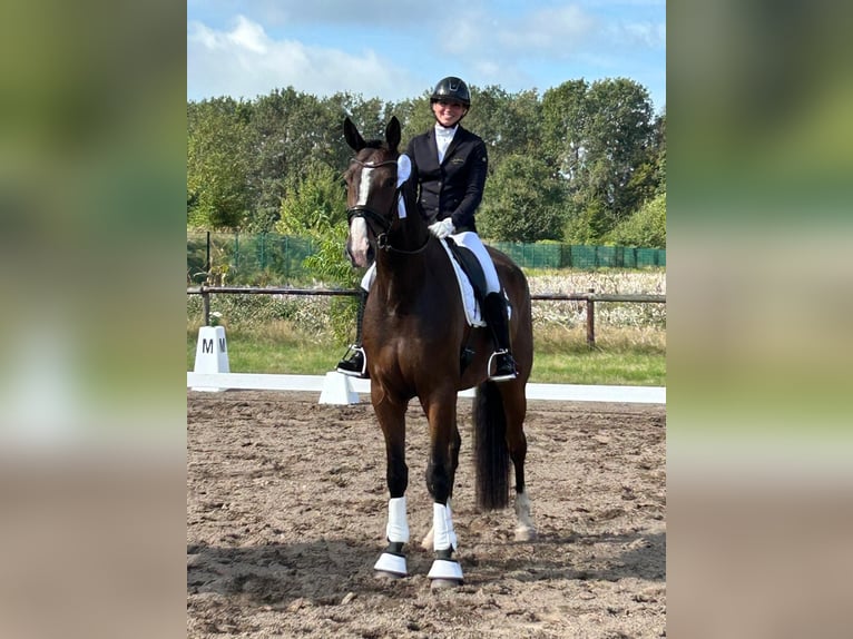 Oldenbourg Hongre 5 Ans 177 cm Bai in Ottersberg