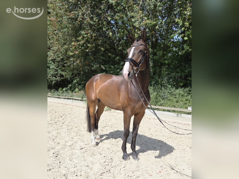 Oldenbourg Hongre 5 Ans 177 cm Bai in Ottersberg