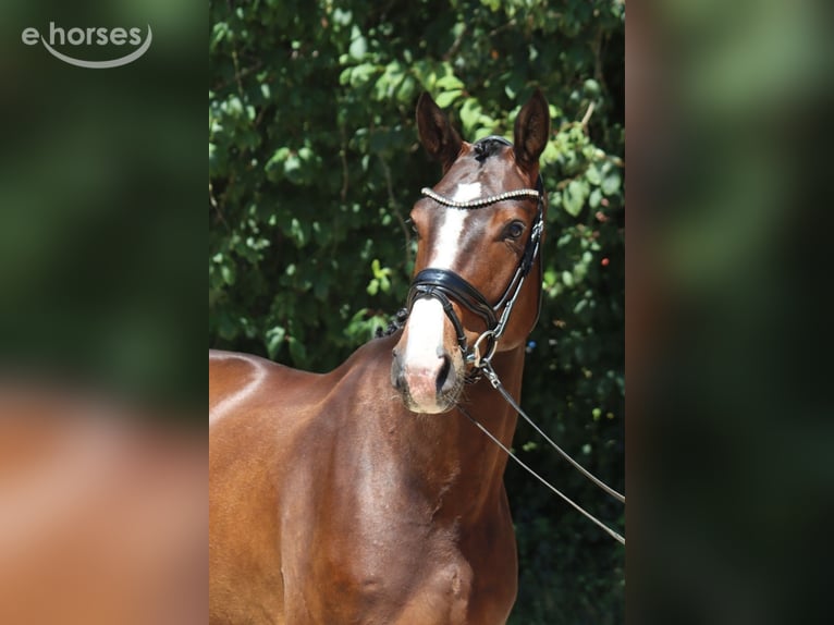 Oldenbourg Hongre 5 Ans 177 cm Bai in Ottersberg