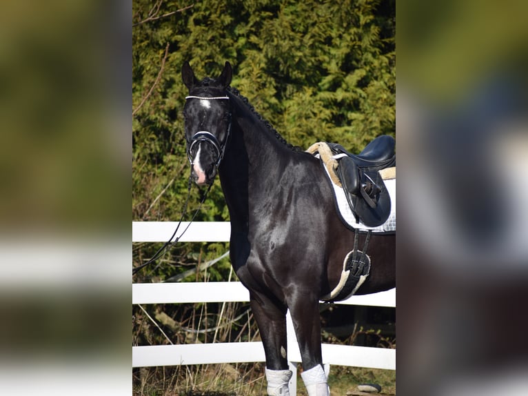 Oldenbourg Hongre 5 Ans 177 cm Noir in Dätgen