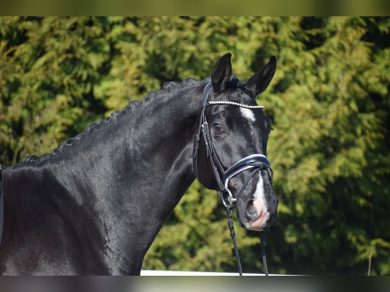 Oldenbourg Hongre 5 Ans 177 cm Noir in Dätgen