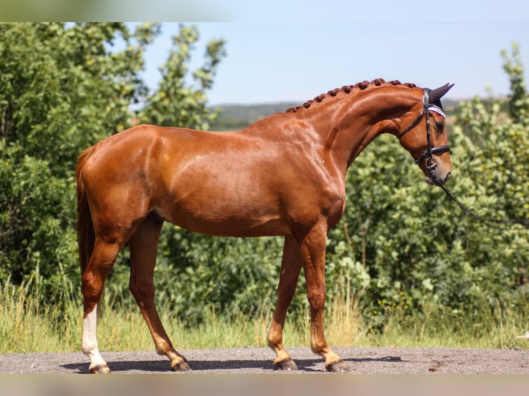 Oldenbourg Hongre 5 Ans 178 cm Alezan in Klipphausen-Zehren