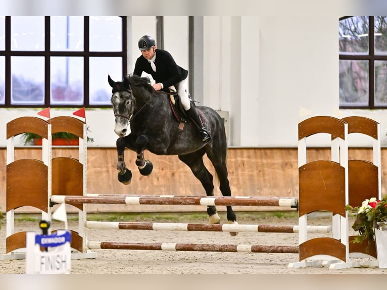 Oldenbourg Hongre 5 Ans 178 cm Gris in Rudzienice
