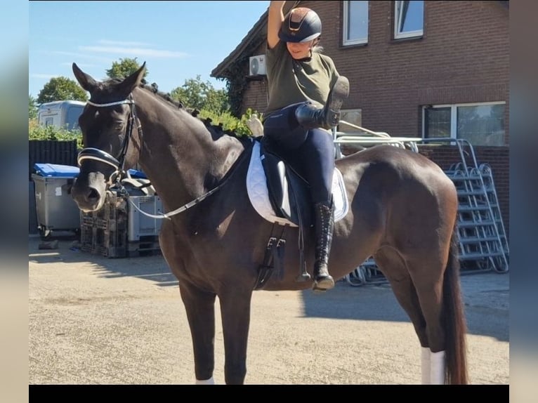 Oldenbourg Hongre 5 Ans 178 cm Noir in Kaldenkirchen