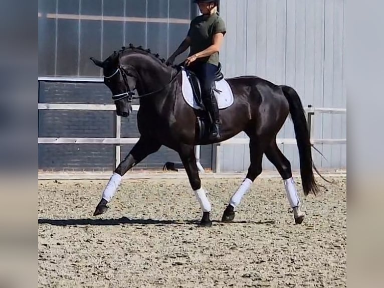 Oldenbourg Hongre 5 Ans 178 cm Noir in Kaldenkirchen