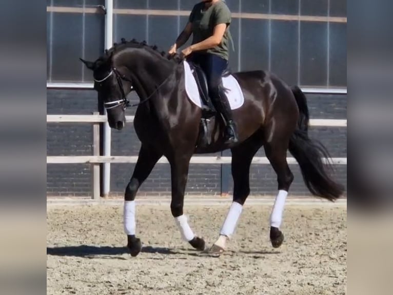 Oldenbourg Hongre 5 Ans 178 cm Noir in Kaldenkirchen