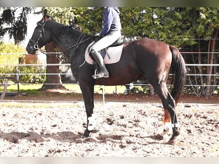 Oldenbourg Hongre 5 Ans 179 cm Bai brun foncé in Kloster Lehnin