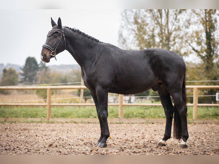 Oldenbourg Hongre 5 Ans 180 cm Bai brun foncé in Steinbrunn-le-bas