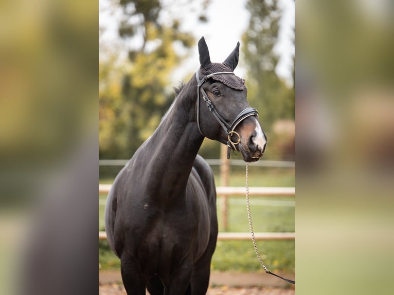 Oldenbourg Hongre 5 Ans 180 cm Bai brun foncé in Steinbrunn-le-bas