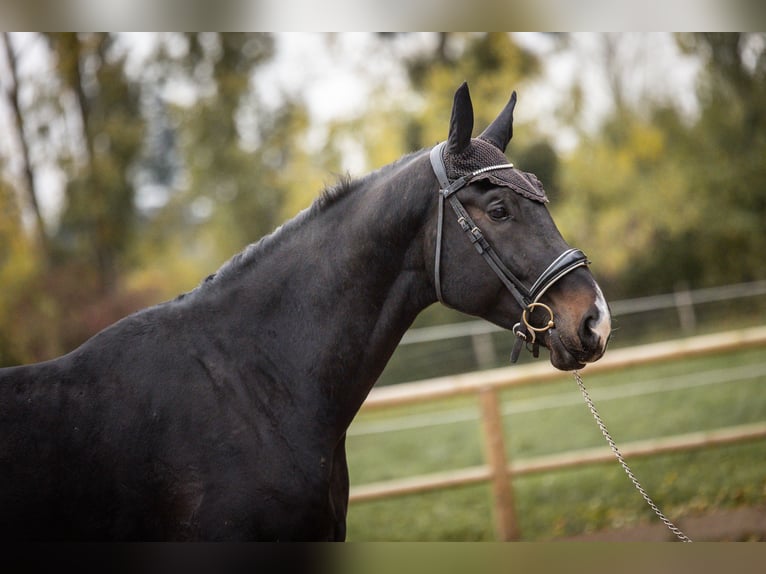 Oldenbourg Hongre 5 Ans 180 cm Bai brun foncé in Steinbrunn-le-bas