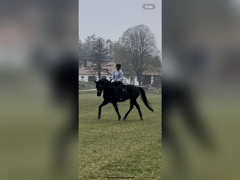 Oldenbourg Hongre 5 Ans 180 cm Noir in Heiligenkreuz