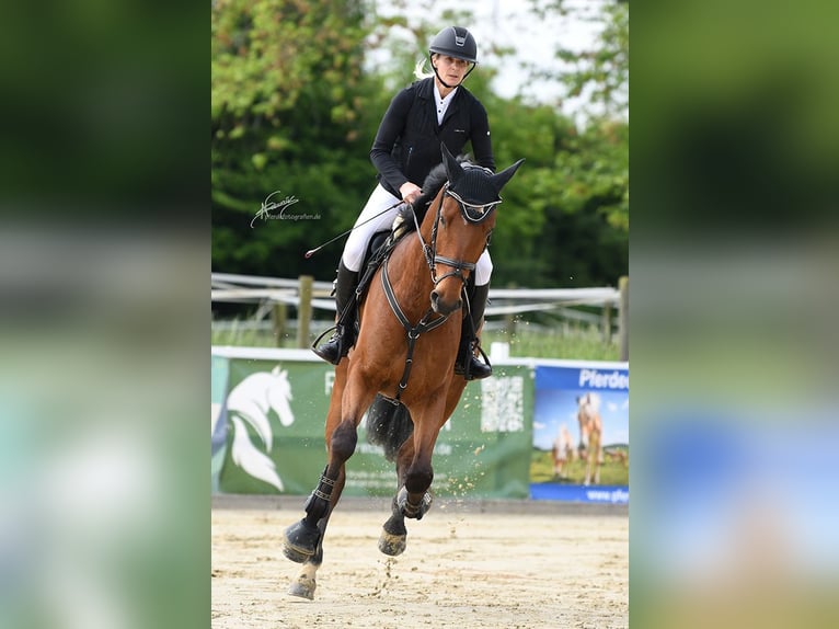Oldenbourg Hongre 5 Ans 181 cm Bai in Weisel