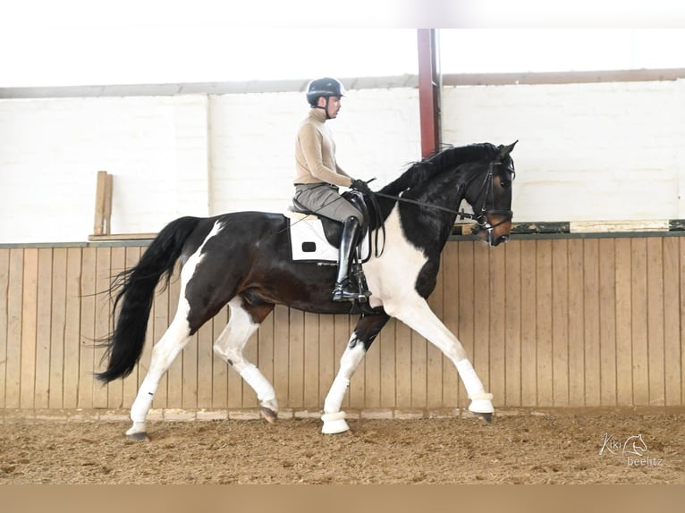 Oldenbourg Hongre 5 Ans 181 cm Pinto in Bassum